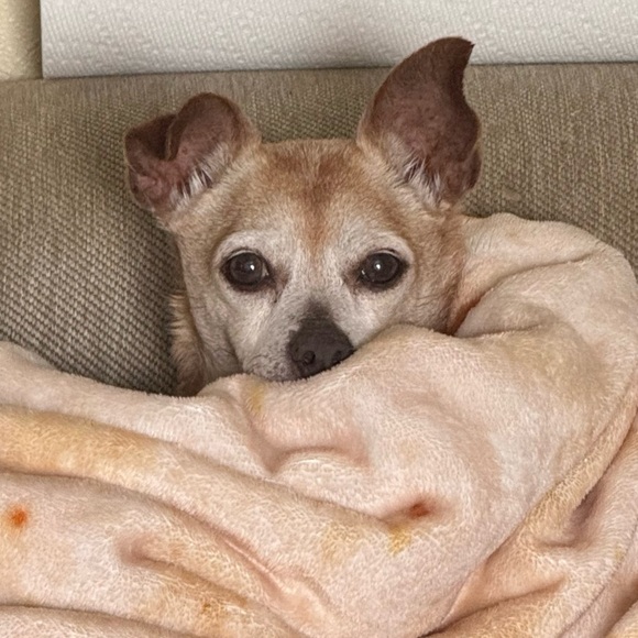 Meet your Posher, Lulu - Picture 1 of 1